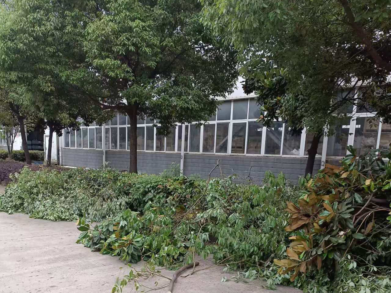 安徽皖新電機(jī)有限公司廠(chǎng)區(qū)園林綠化養(yǎng)護(hù)改造工程(圖2) 微信圖片_20240812093551 副本.jpg